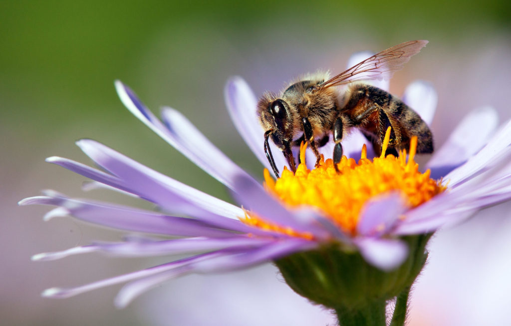 пчела Apis mellifera