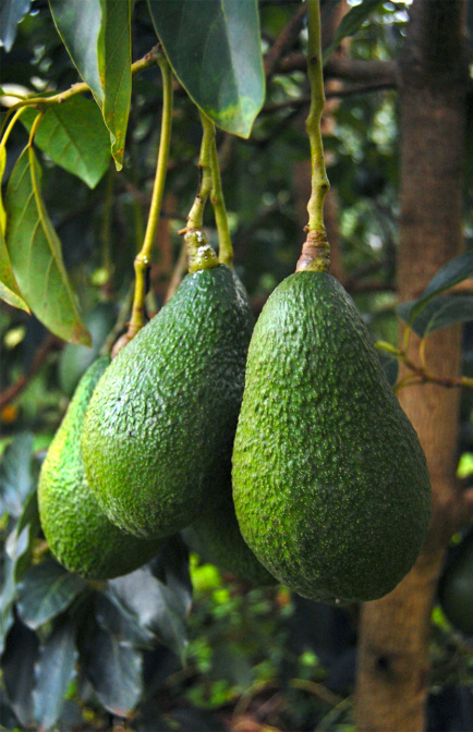avocado 434x672