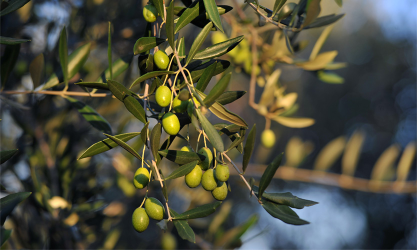 olives turri