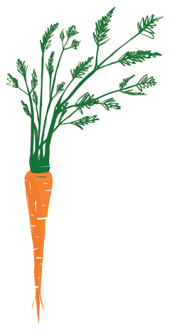 carrot pic2