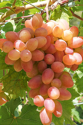 ferm vinograd grozd
