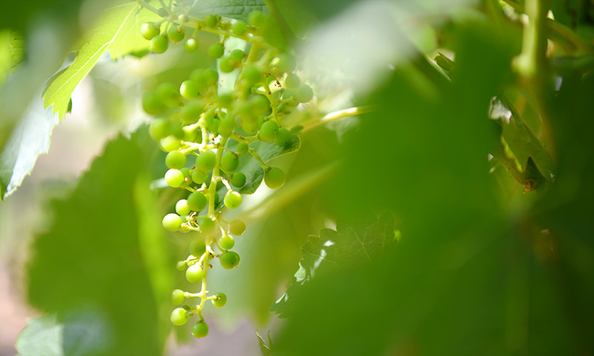 vinograd listy