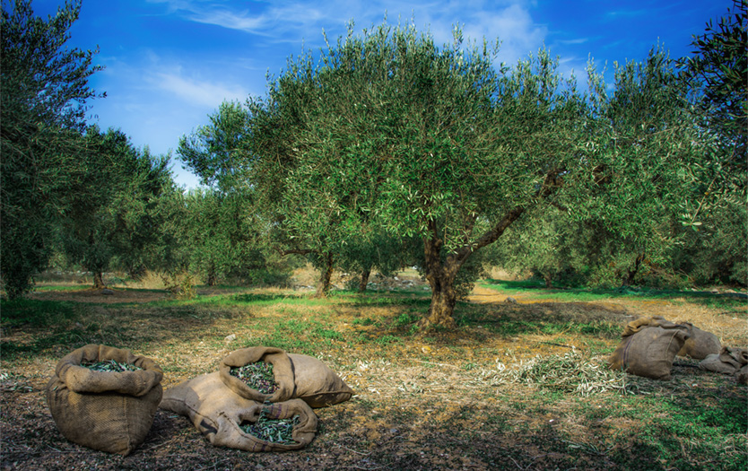 olives greece