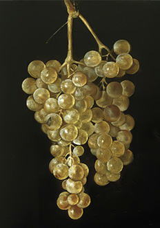Dve grozdi vinograda