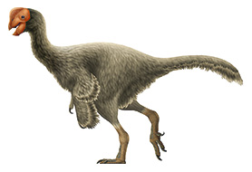 July Oviraptor