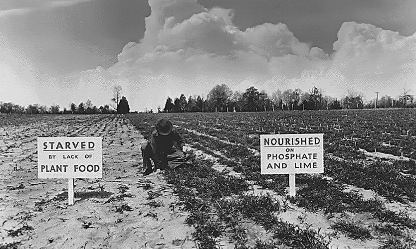 Results of Fertilizer test field Tennessee Valley Authority 1942