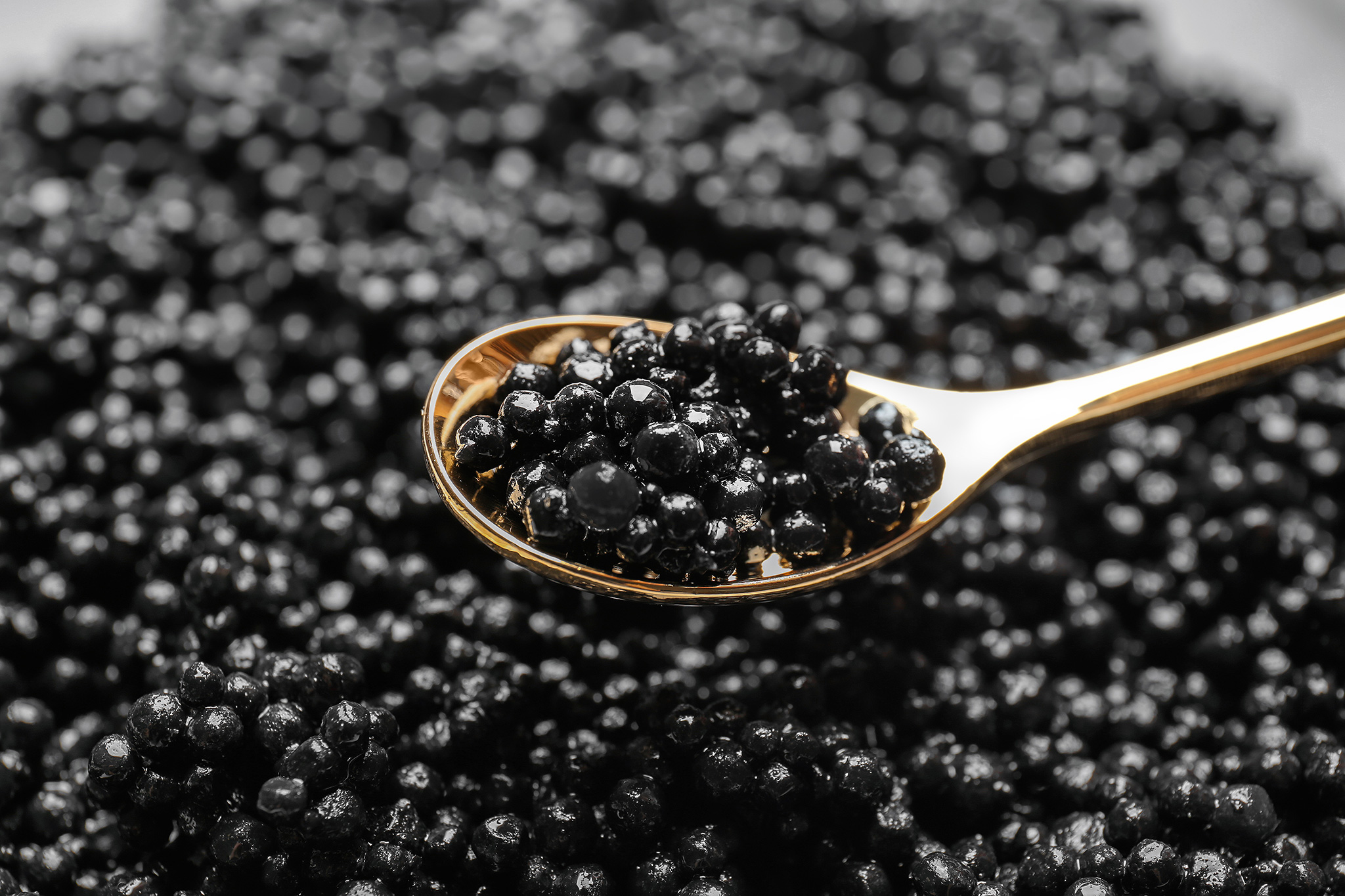 caviar feat