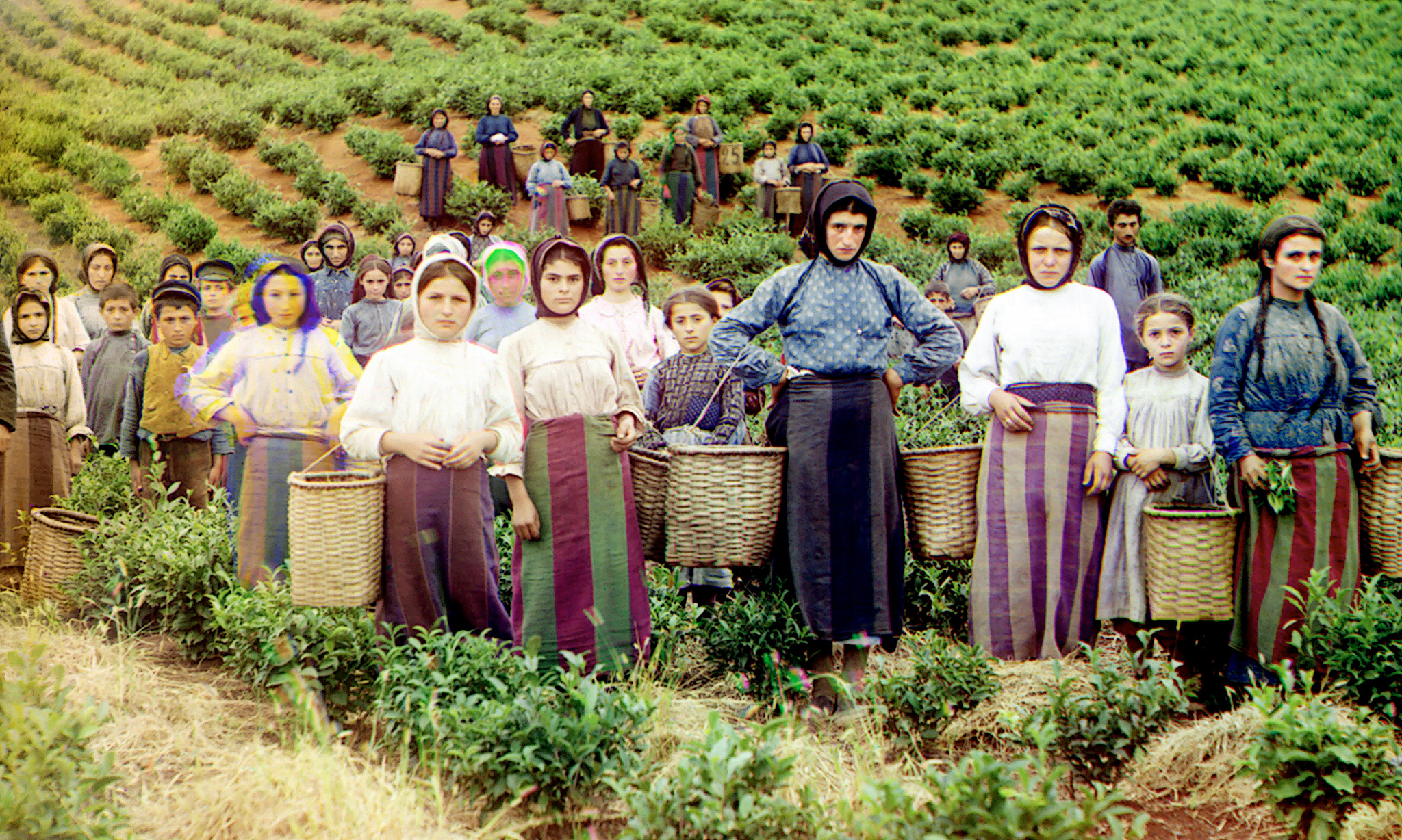 Group of workers harvesting tea Chakva Prokudin Gorsky